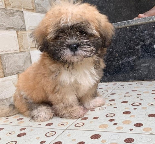 Purchase protective lhasa apso puppy at best price from hyderabad.
