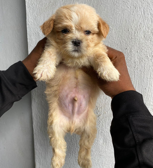 Fawn Colored Lhasa Apso Male Puppies Available For Sale In Delhi