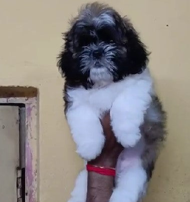 Tri Color Lhasa  Apso Puppis Available For Sale In Delhi.