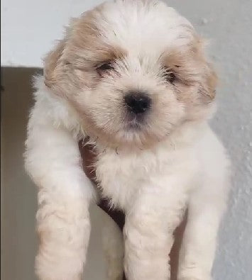 We Have Male Lhasa Apso Puppies Available For Sale In Delhi.
