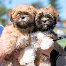 Purchase Male & Female Lhasa Apso Puppies Available For Sale In Delhi.
