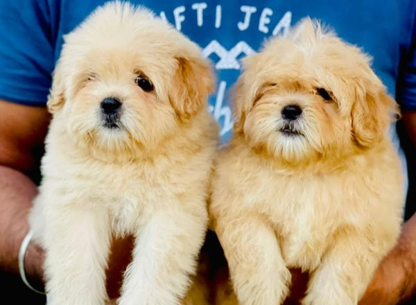 Fawn Lhasa Apso Puppies Available For Sale.