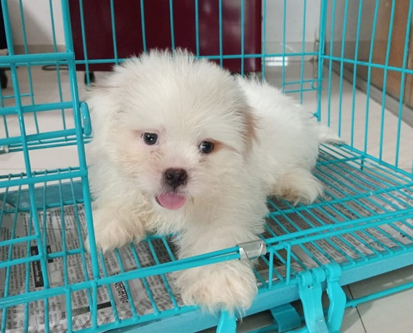 Lhasa Apso Puppies Available For Sale In Goa.
