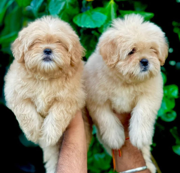 Lhasa Apso Male & Female Puppies Available For Sale In Goa. 