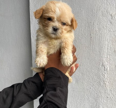 Get Fawn Colored Furry Lhasa Apso Puppy From Goa.