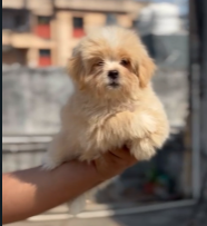 Buy Furry Lhasa Apso Puppies Available For Sale In Mumbai.
