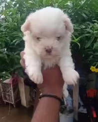 Buy Male & Female Lhasa Apso Puppies Available For Sale.
