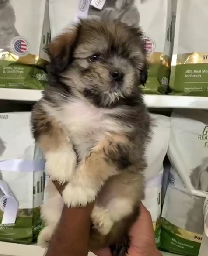 We have Male & Female Lhasa Apso Puppies Available For Sale.
