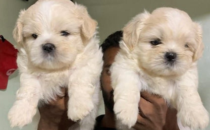 Lhasa Apso Puppies Available For Sale In Pune.