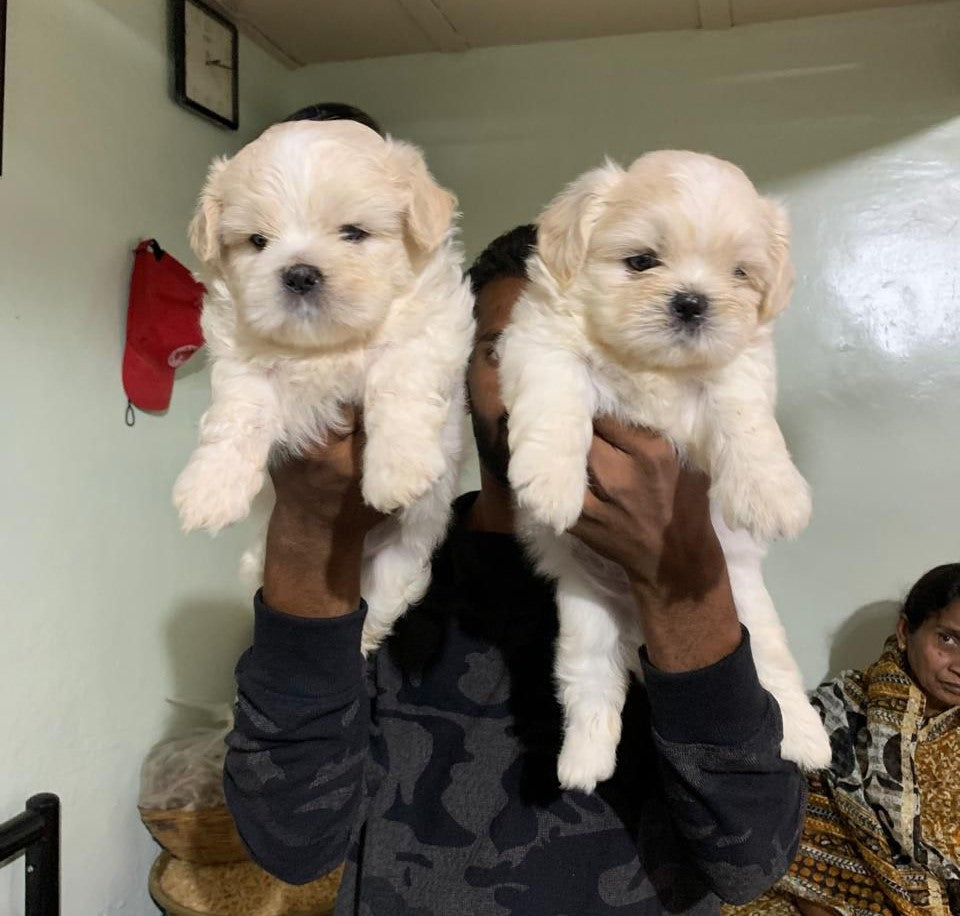 Buy Furry Lhasa Apso Puppies From Pune In Affordable Price.