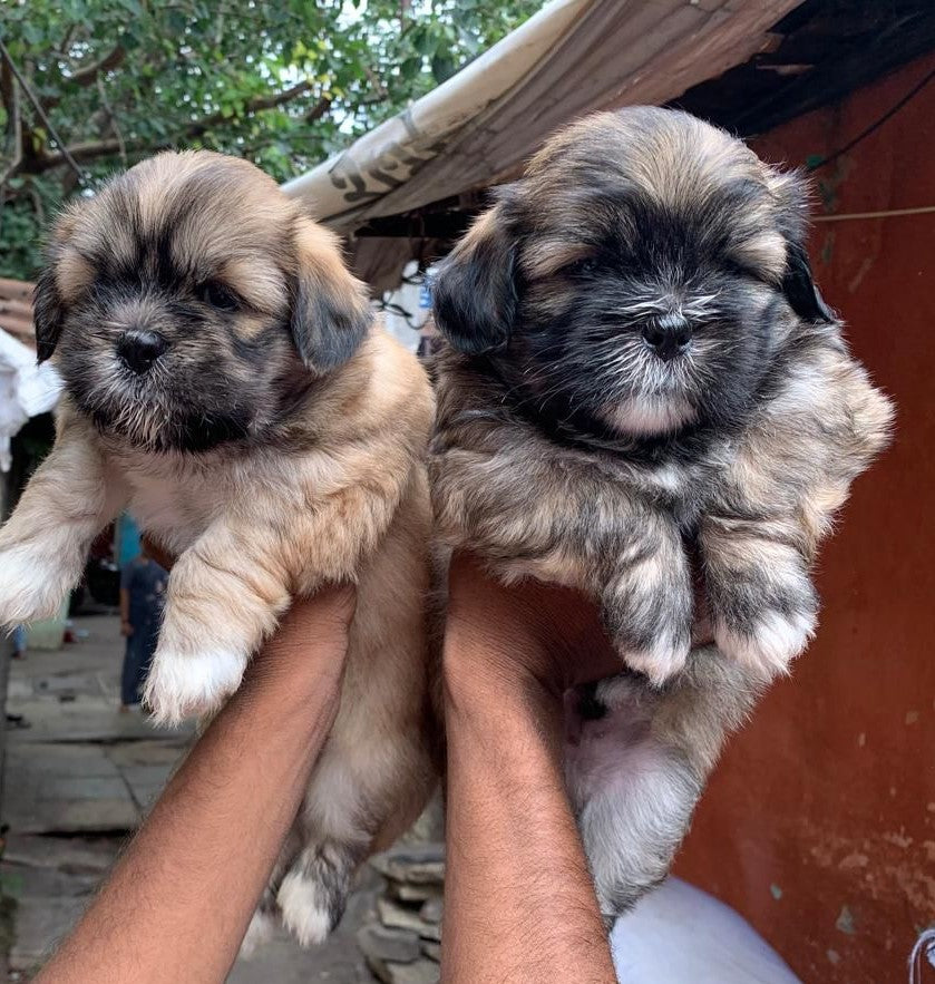 Buy Female Lhasa Apso Puppy From Pune.