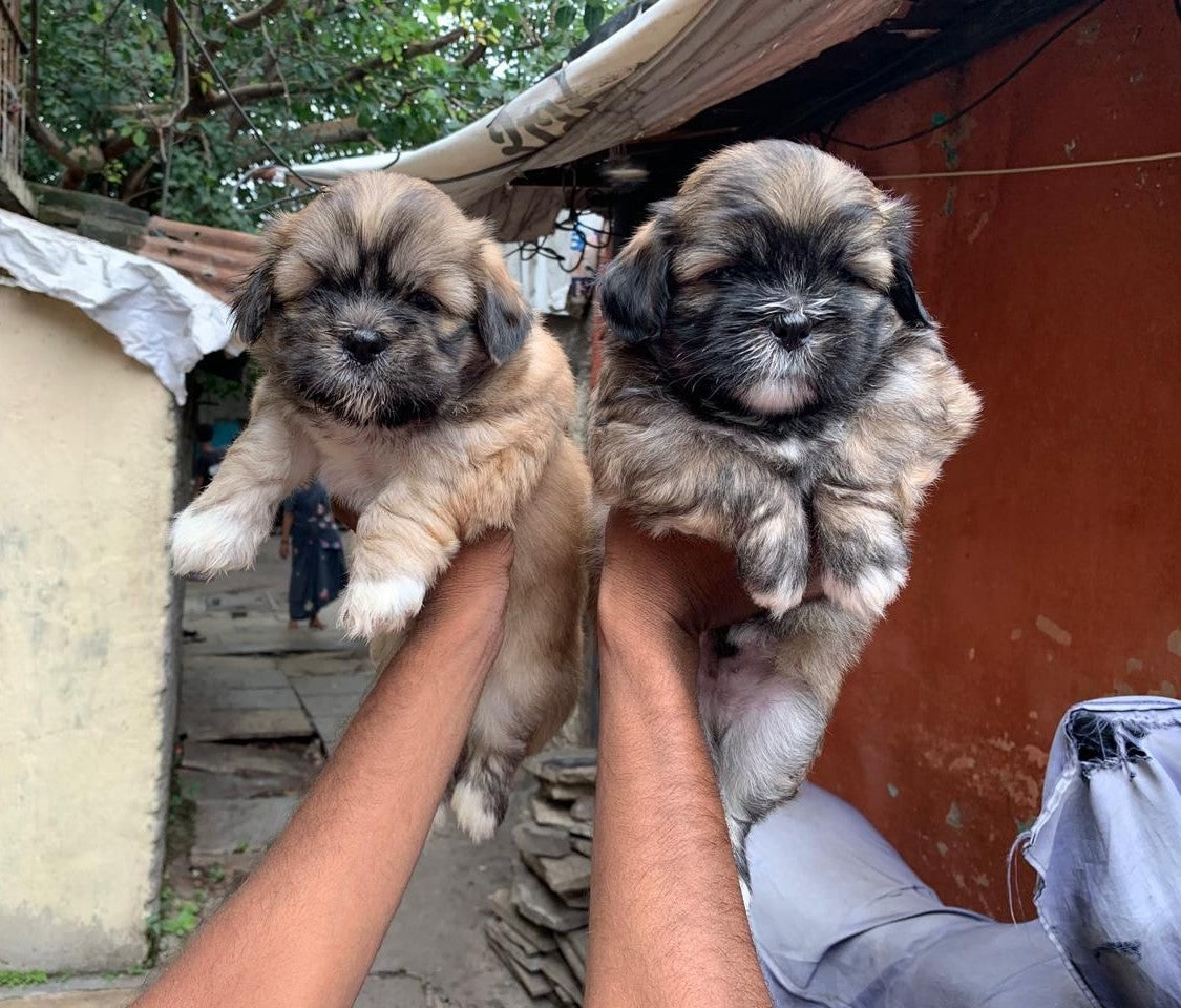 Buy Black & Tan Lhasa Apso Male Available For Sale.