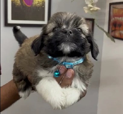 Lhasa Apso Puppies Available In Pune.