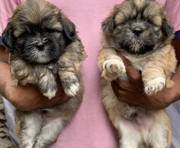 Buy Male Lhasa Apso Puppies From Pune.