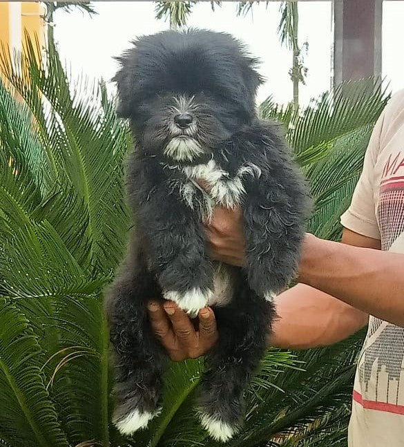 Buy small lhasa apso puppies from jaipur at affordable price.
