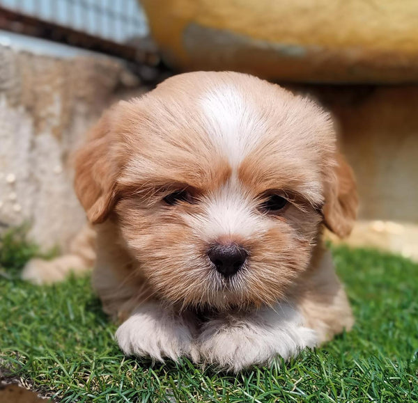 Male & Female Lhasa Apso Puppies Available For Sale In Chennai.
