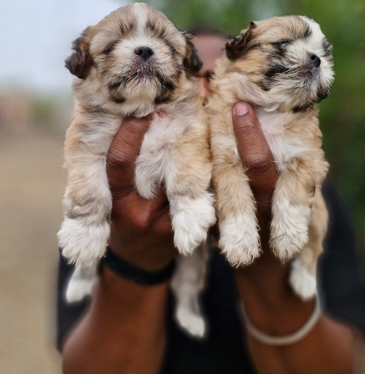 Purchase protective lhasa apso puppy at best price from jaipur.
