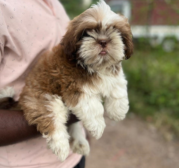 Get Male & Female Lhasa Apso Puppies Available For Sale In Chennai.
