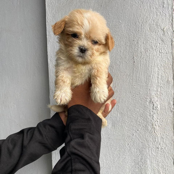 Get charming lhasa apso puppies from jaipur at best quality.
