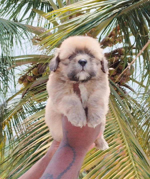 Buy Male Lhasa Apso Puppies Available For Sale In Chennai.
