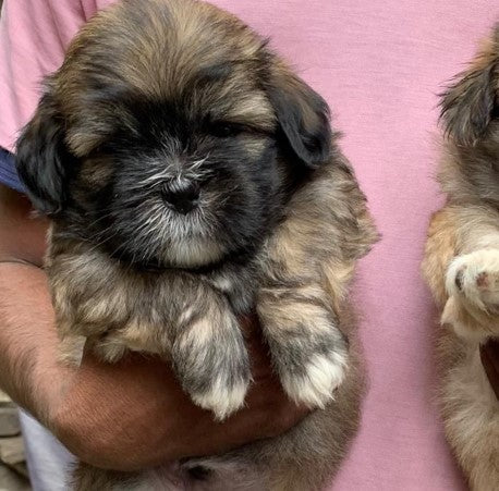 We have premium quality lhasa apso puppies in jaipur.
