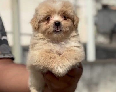 We have Male Lhasa Apso Puppies Available For Sale In Chennai.
