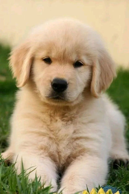 Fluffy, Adorable, Palyful Golden Retriever Puppy