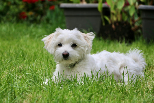 White Coat Maltese Puppy Available For Sale.