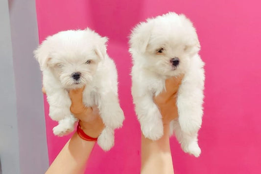 Maltese male & female puppies available for sale in vizag.
