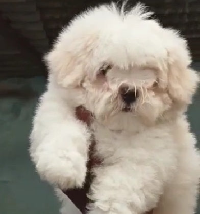 Purchase maltese male puppy from vizag at inexpensive price.
