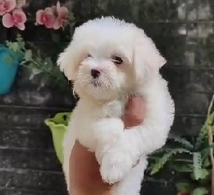 Buy maltese puppies from hyderabad at best quality.
