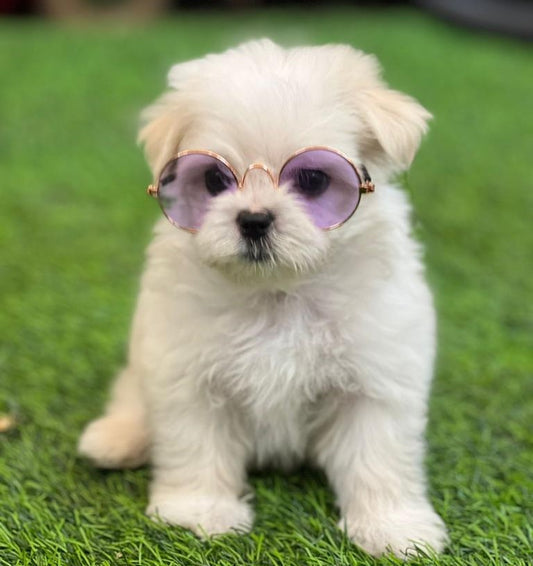 Get maltese puppies at premium quality at best price from vizag.
