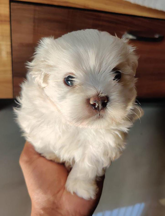 Get Intelligent Maltese Puppies Available For Sale In Ahmedabad.
