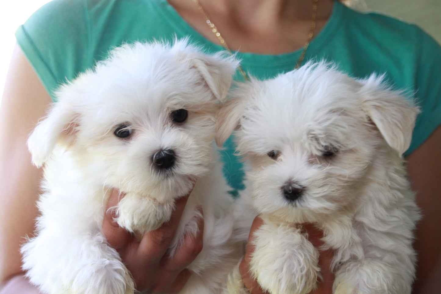 White Coat Maltese Puppies Available For Sale In Ahmedabad.
