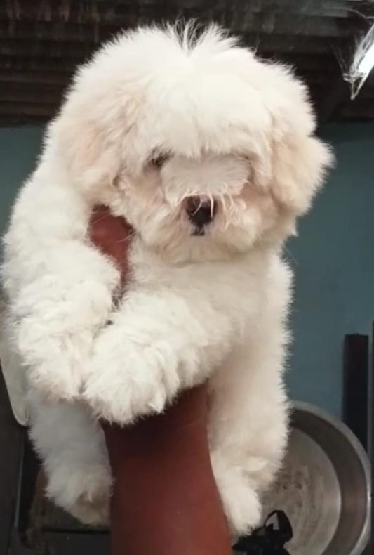  Purchase Vet Checked Maltese Puppies Available For Sale In Ahmedabad.
