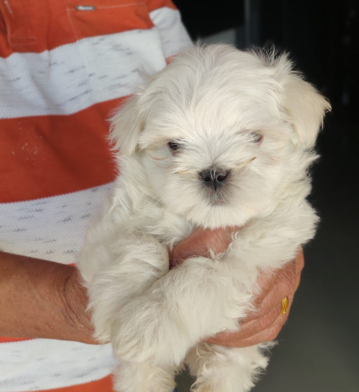 Cute White Maltese Puppies Available In Ahmedabad.