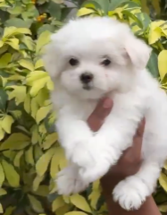 Fluffy Maltese Puppy Available In Bangalore.