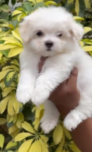Fluffy Maltese Puppy Available In Bangalore.