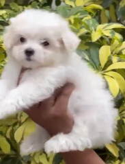 Fluffy Maltese Puppy Available In Bangalore.