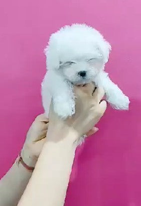 Adorable Maltese Puppy Available In Bangalore.