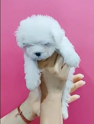 Adorable Maltese Puppy Available In Bangalore.