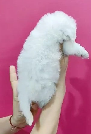 Adorable Maltese Puppy Available In Bangalore.