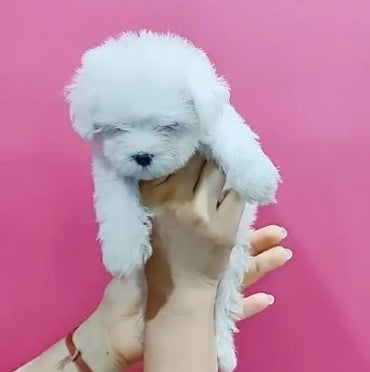 Adorable Maltese Puppy Available In Bangalore.