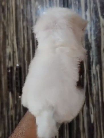 Charming Maltese Puppy Available In Bangalore.