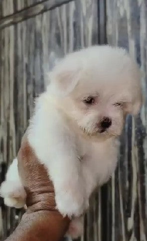Charming Maltese Puppy Available In Bangalore.