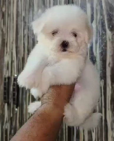 Charming Maltese Puppy Available In Bangalore.