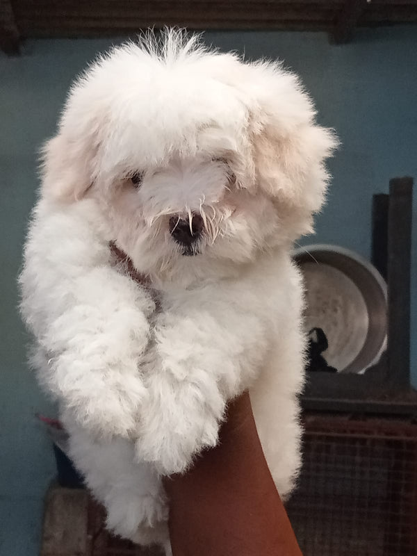 Purchase Healthy Maltese Puppies Available For Sale In Delhi.

