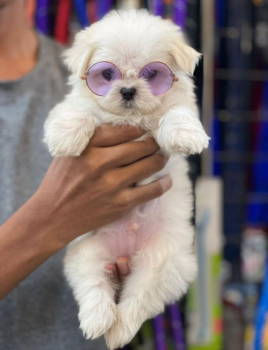  Buy Furry Maltese Puppies Available For Sale In Delhi.
