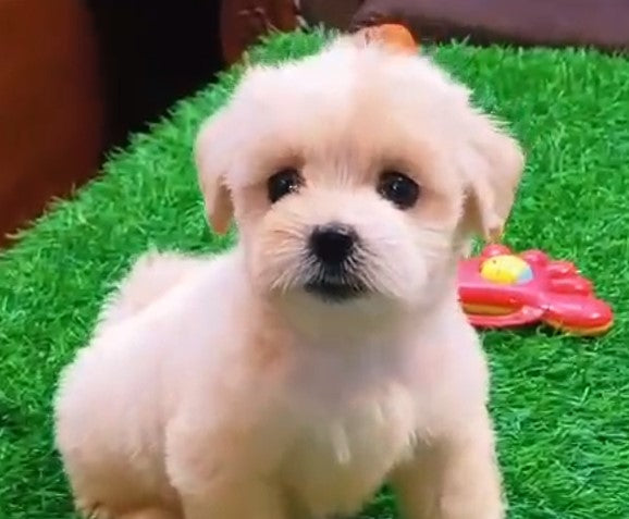 We Have Cheerful Maltese Puppies Available For Sale In Delhi.
