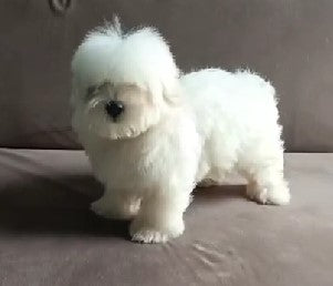 Maltese Puppies Available In Goa At Affordable Price.